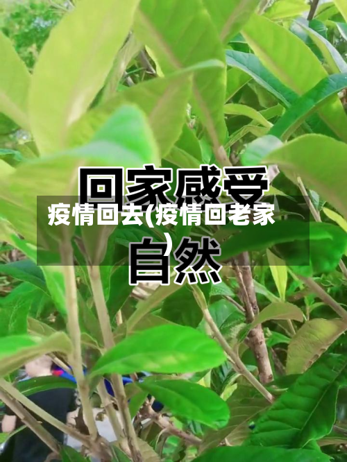 疫情回去(疫情回老家)