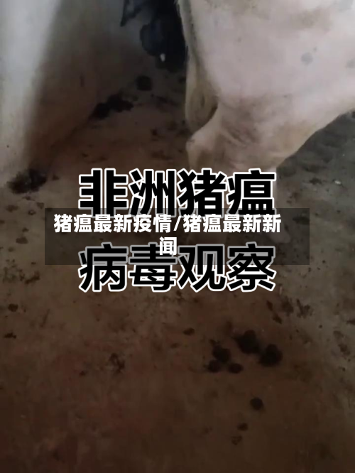 猪瘟最新疫情/猪瘟最新新闻