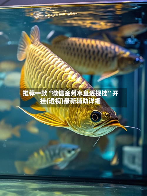 推荐一款“微信金州水鱼透视挂”开挂(透视)最新辅助详细-第2张图片