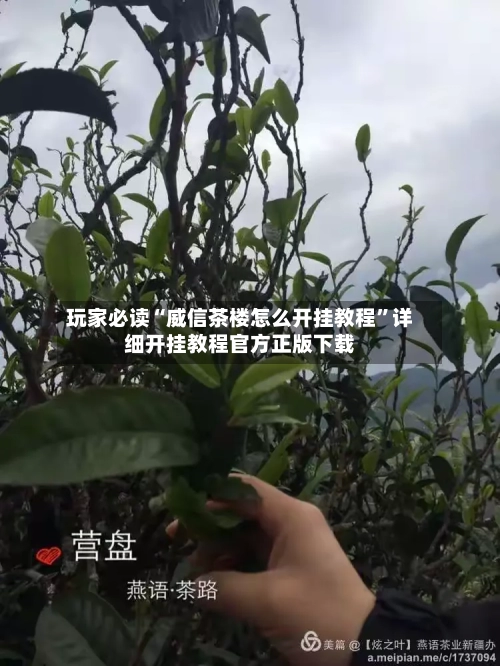 玩家必读“威信茶楼怎么开挂教程”详细开挂教程官方正版下载-第2张图片